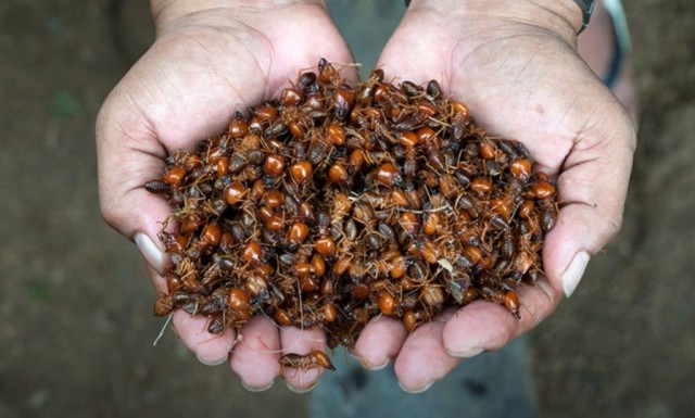 Confira 4 receitas deliciosas com formigas maniwaras!