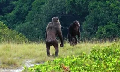 Dois machos adultos da comunidade Rekambo do Loango Chimpanzee Project no Gabão verificando a área. Chimpanzés da área estiveram envolvidos nos únicos ataques letais conhecidos de sua espécie contra gorilas. Crédito da imagem: © LCP, Lara M. Southern