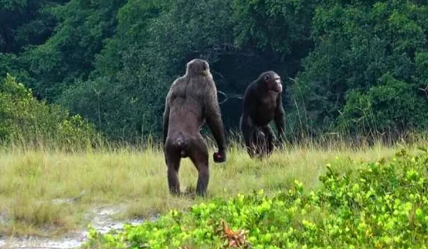 Dois machos adultos da comunidade Rekambo do Loango Chimpanzee Project no Gabão verificando a área. Chimpanzés da área estiveram envolvidos nos únicos ataques letais conhecidos de sua espécie contra gorilas. Crédito da imagem: © LCP, Lara M. Southern