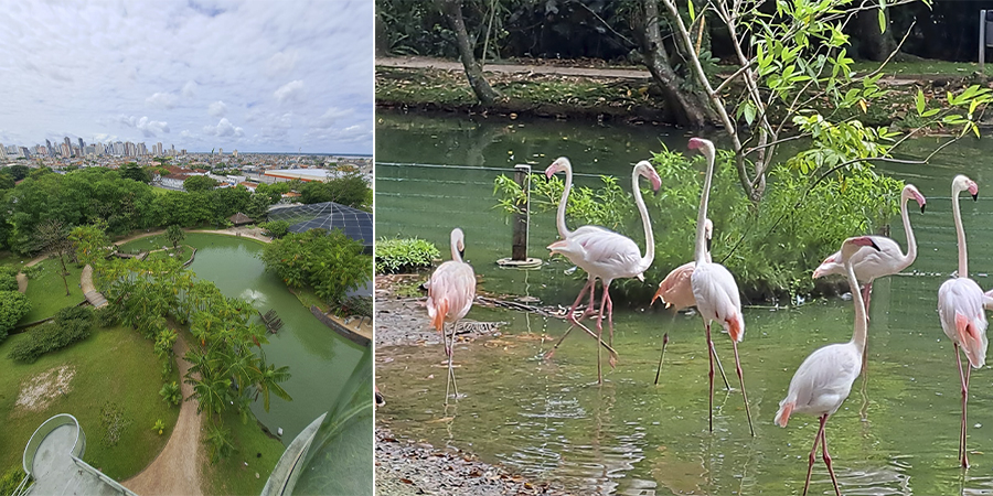 Conheça o Mangal das Garças, lindo lugar localizado em Belém do Pará!