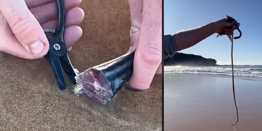Novo trauma desbloqueado : Minhoca carnívora gigante encontrada na areia!