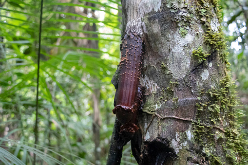Detalhe das raízes vermelhas da árvore Huacrapona