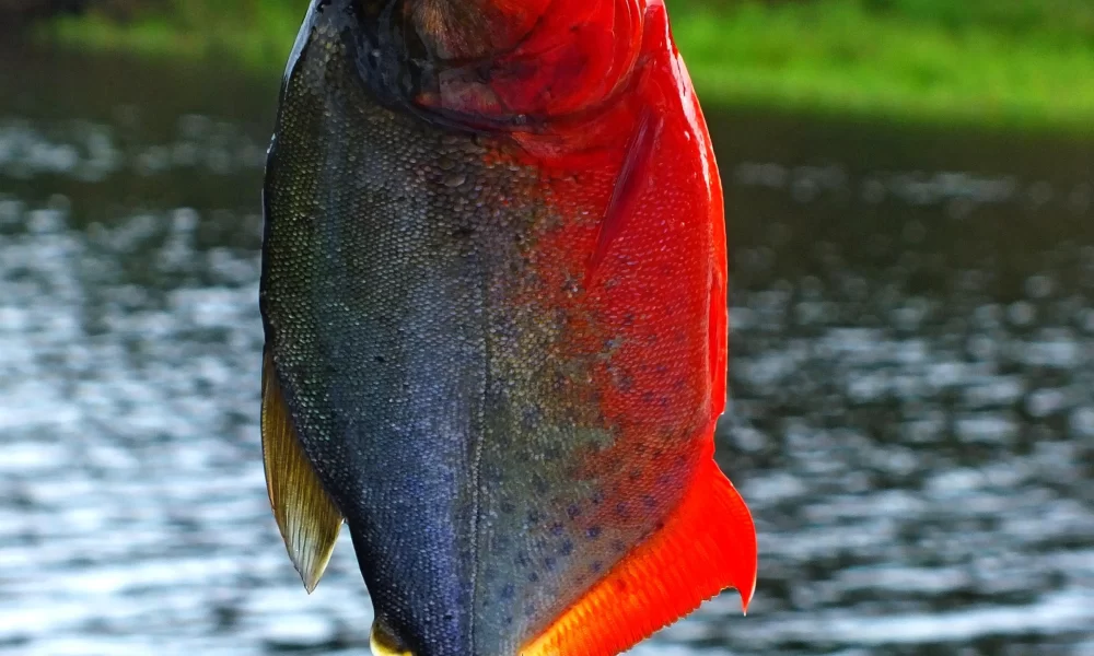 A Piranha Vermelha é um peixe de escamas bastante apreciado, principalmente para fazer o famoso caldo de piranha, considerado afrodisíaco.