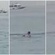 Vídeo +18: Câmera flagra homem sendo devorado por tubarão em praia