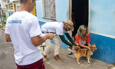 Prefeitura abre processo seletivo para 250 vacinadores da Campanha Antirrábica Animal / Foto - Divulgação / Semsa