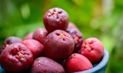 Jambo: veja origem e benefícios da fruta