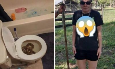 Vídeo : Distraída, mulher mija em cobra e acaba se assustando ao ver que ela estava no vaso!