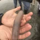 Peixe Penis