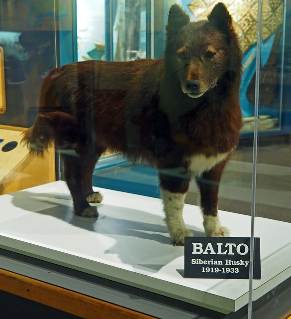 Conheça a história do Balto, um Husky Siberiano que foi um verdade herói! / Foto : Divulgação