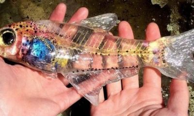 4 espécies de peixes transparentes que vivem na Amazônia