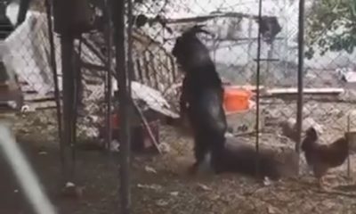 Vídeo : Bode Preto é flagrado ao caminhar sobre 2 patas em galinheiro!