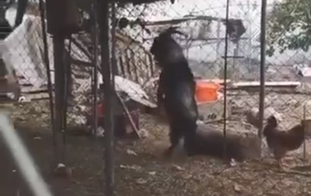 Vídeo : Bode Preto é flagrado ao caminhar sobre 2 patas em galinheiro!