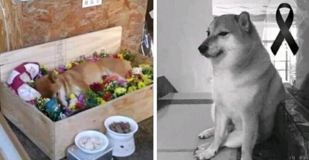 Morre cachorro do meme por pancreatite aos 12 anos