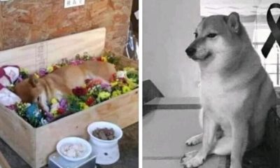 Morre cachorro do meme por pancreatite aos 12 anos
