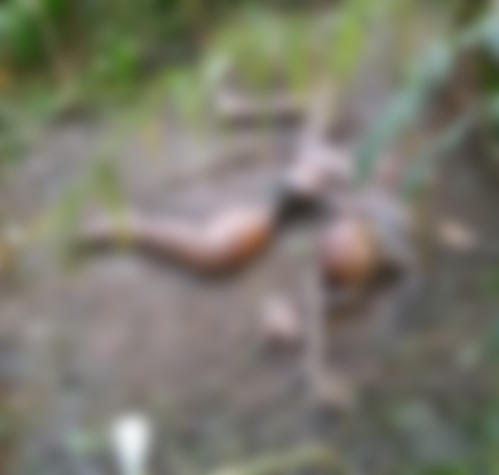 Cena Forte : Corpo em decomposição é encontrado em Maués
