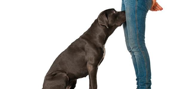 Por que os cães cheiram às partes íntimas das pessoas?