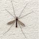 Conheça a Tipula, esse mosquito gigantesco e inofensivo!