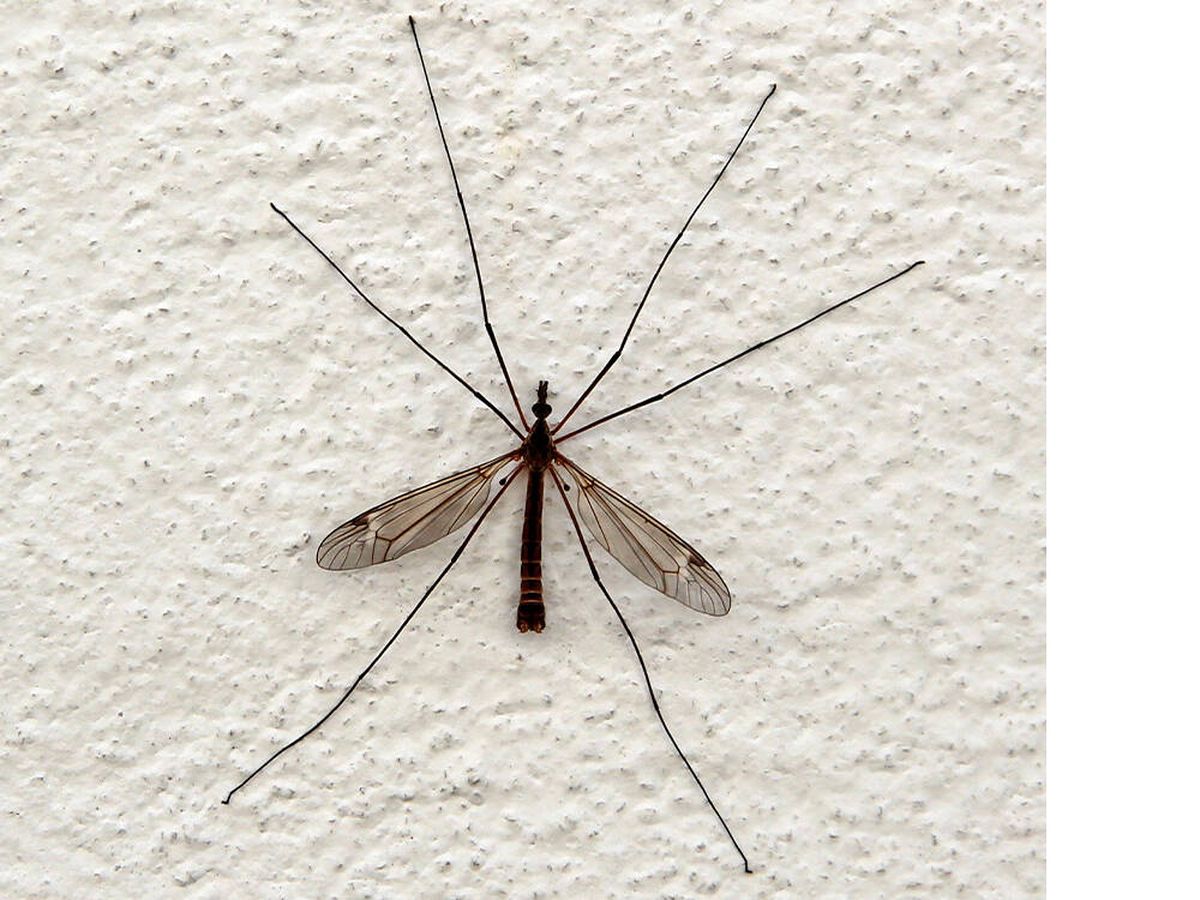 Conheça a Tipula, esse mosquito gigantesco e inofensivo!