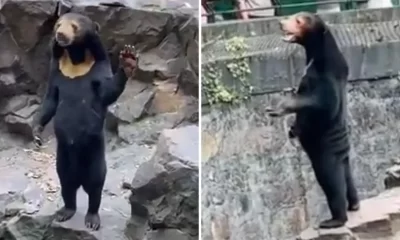 Zoo se pronuncia após internautas falarem que urso era na verdade uma pessoa vestida de urso