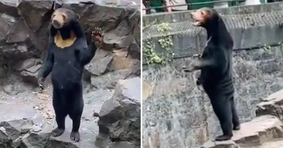 Zoo se pronuncia após internautas falarem que urso era na verdade uma pessoa vestida de urso