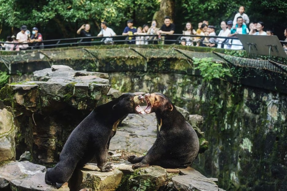Dois ursos-do-sol interagem no Zoológico de Hangzhou, na China. Também conhecida como ursos malaios, espécie é a menor de urso do mundo, com o tamanho de um cachorro grande. Foto: AFP/ China