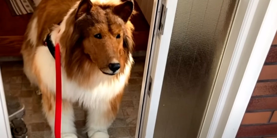 Vídeo : Youtuber realiza sonho e se transforma em um cachorro por R$ 72 mil reais