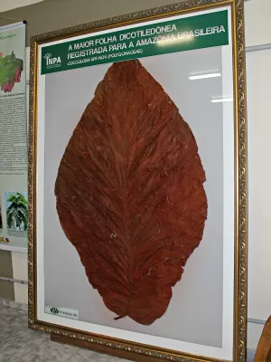 Folha da Coccoloba, exposta no Inpa, possui 2.50m de comprimento (Foto: Tiago Melo/G1 AM)