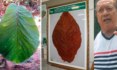 Pesquisador que encontrou a maior folha do mundo falece no Dia da Árvore em Manaus