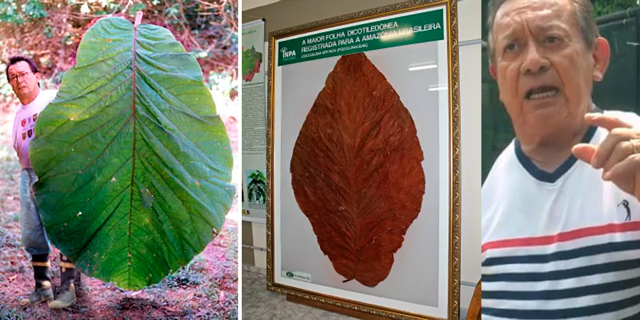 Pesquisador que encontrou a maior folha do mundo falece no Dia da Árvore em Manaus
