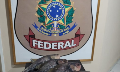 Polícia Federal intercepta tambaquis recheados de drogas no interior do Amazonas / Foto: Divulgação/PF