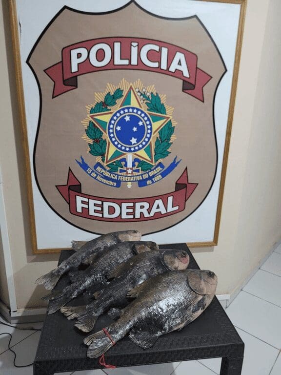 Polícia Federal intercepta tambaquis recheados de drogas no interior do Amazonas / Foto: Divulgação/PF