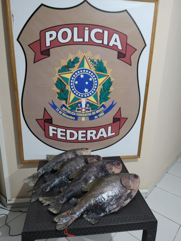 Polícia Federal intercepta tambaquis recheados de drogas no interior do Amazonas /  Foto: Divulgação/PF