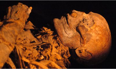 Múmia foi identificada a partir de DNA e dente que tinha o nome da rainha gravado. / Foto : Divulgação