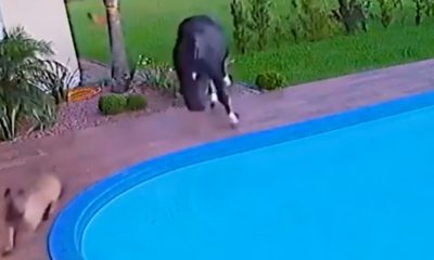 Vídeo : Cavalo cai em piscina após pegar drible de cachorro!