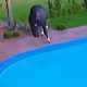 Vídeo : Cavalo cai em piscina após pegar drible de cachorro!