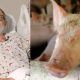 Homem que estava em estado terminal e recebeu doação de coração de porco, segue firme e forte após 1 mês transplantado / Centro Médico da Universidade de Maryland