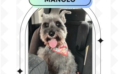 Cãozinho "Manolo" desaparece no São Raimundo e família pede ajuda. Veja vídeo