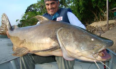 Curiosidades sobre o Jaú, esse que é um dos peixes gigantes da Amazônia / Foto : Divulgação