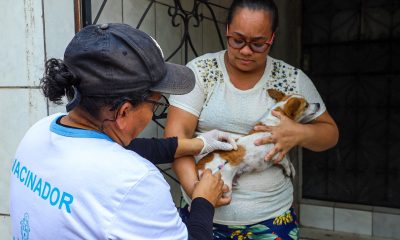 Prefeitura de Manaus segue com a vacinação antirrábica em cães e gatos  / Foto – Artur Barbosa / Semsa
