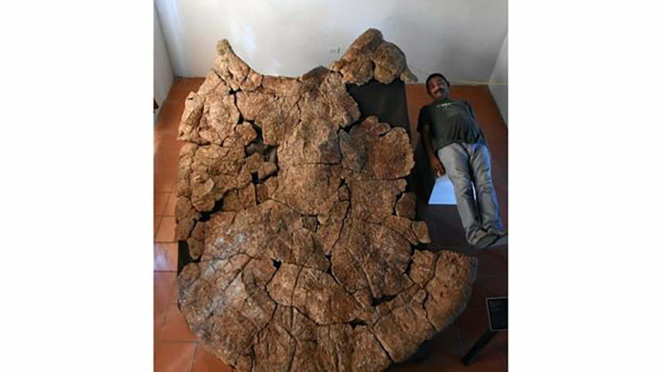 Imagem de fóssil de tartaruga gigante  / Foto : BBC.