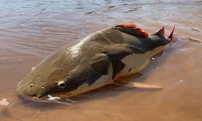 Curiosidades sobre a Pirarara, esse que é um dos peixes gigante da Amazônia!