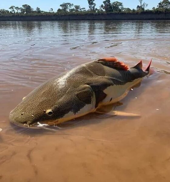 Curiosidades sobre a Pirarara, esse que é um dos peixes gigante da Amazônia!