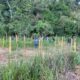 Em nova ação de arborização, Prefeitura planta mais de 500 mudas ao longo de igarapé / Foto: Taianna Castro, Vanessa Parintins e Deyvson Braga / Semmas