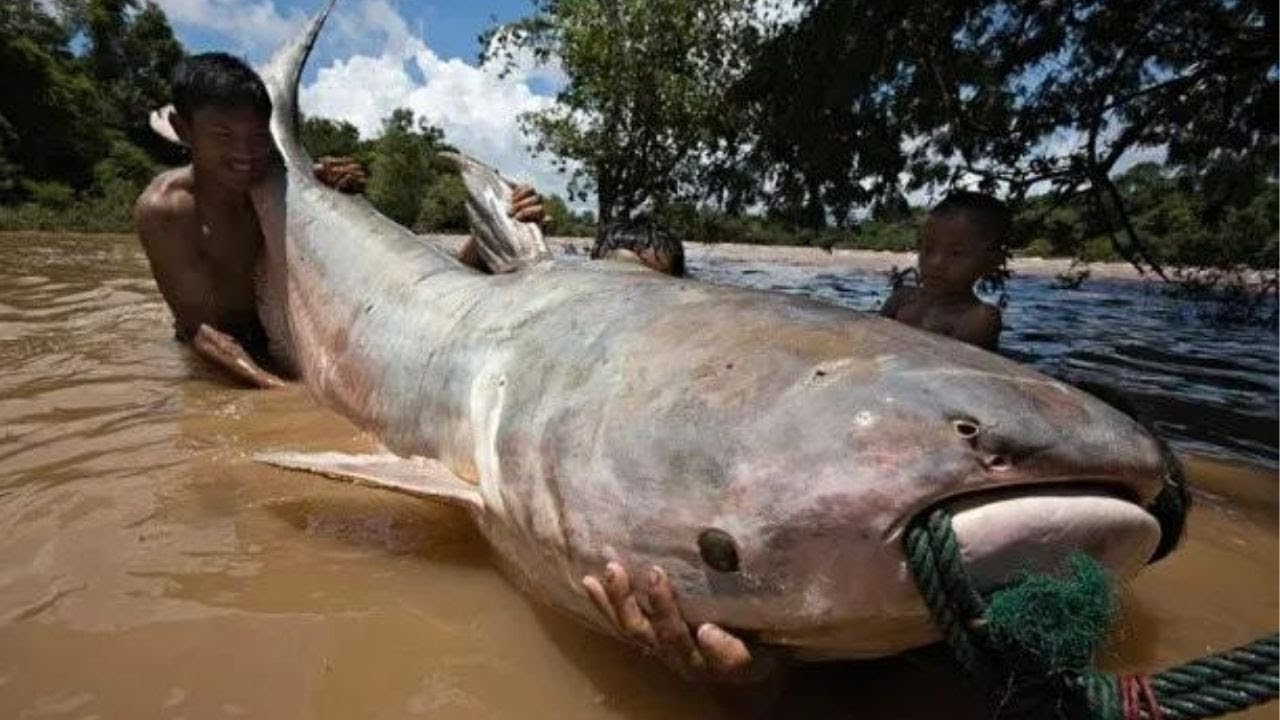 5 curiosidades sobre a Piraíba, esse que é um dos peixes gigantes da Amazônia