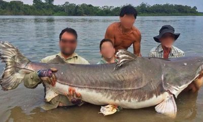 5 curiosidades sobre a Piraíba, esse que é um dos peixes gigantes da Amazônia