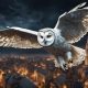 The Legend of Rasga Mortalha: The Owl that Announces Death in Amazon!