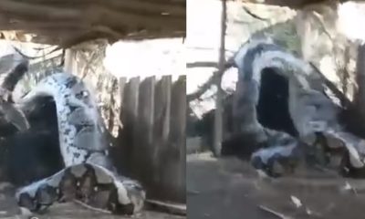 Vídeo de cobra gigantesca e assustadora segue sem origem certa!