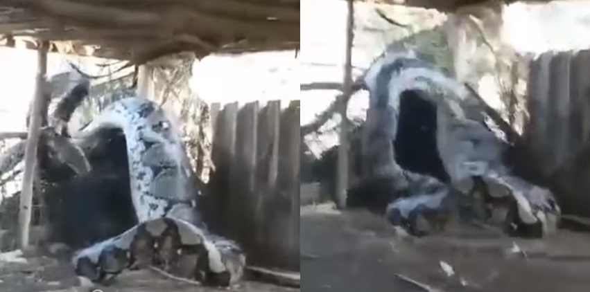 Vídeo de cobra gigantesca e assustadora segue sem origem certa!