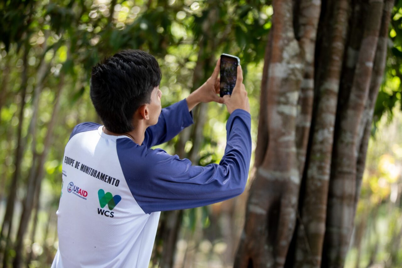 Ferramenta revolucionária agilizará monitoramento da biodiversidade e impactos ambientais em áreas protegidas do Amazonas! / Foto : Michael Dantas/WCS