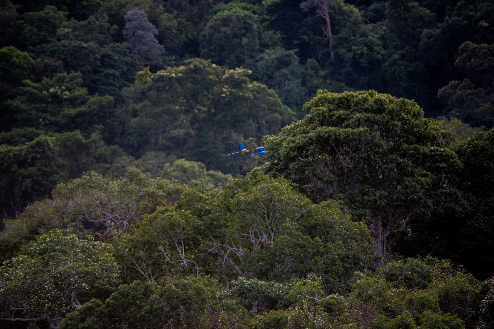 Janeiro Branco : Desfrute as belezas amazônicas e tenha equilíbrio emocional! / Foto : Janailton Falcão/Tácio Melo / AmazonasTur Divulgação